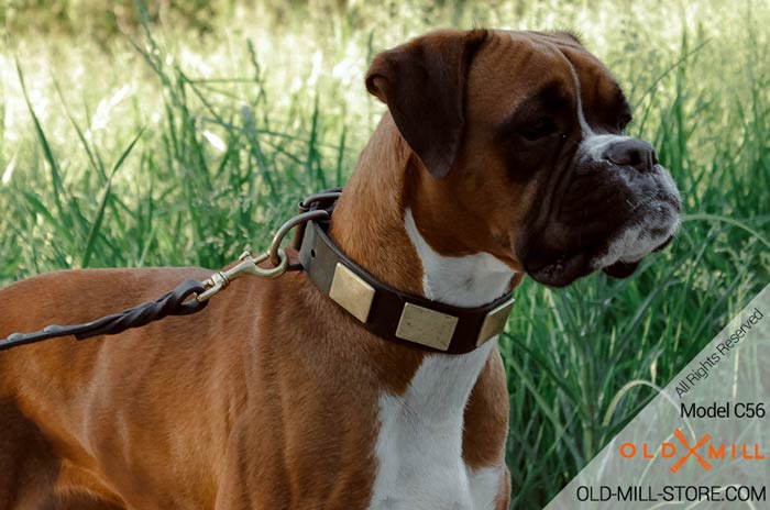 Handmade Dog Collar for Boxer 
